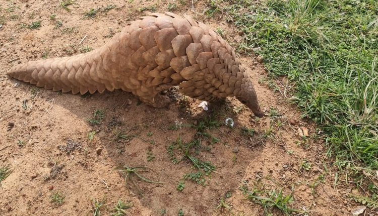 Forest officials with cops rescue pangolin in Gajapati