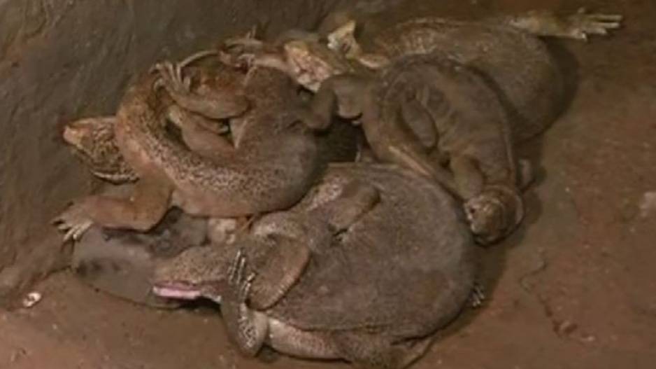 Two Detained For Selling Monitor Lizard Meat In Bhubaneswar, 5 Reptiles Rescued
