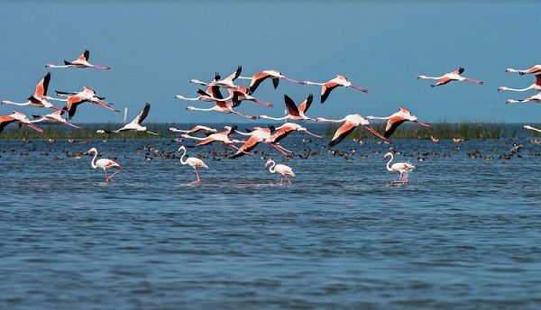 Annual bird census begins in Chilika