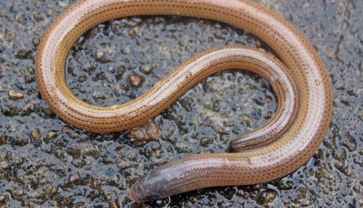 Odisha witnesses the fourth sighting of an extremely rare legless lizard