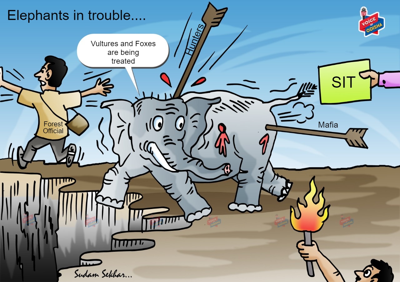 elephants are in trouble