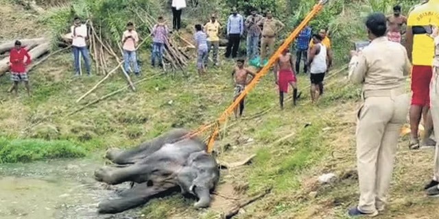 Tusker In Sambalpur Might Have Died Due To Bullet Injury; DFO reveals startling info