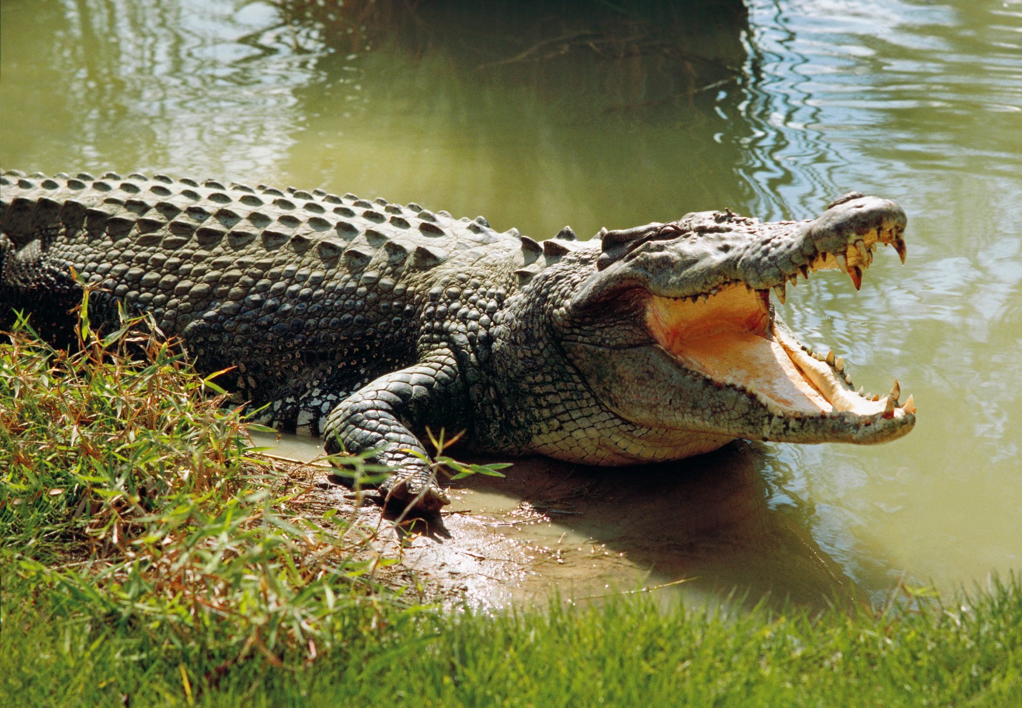 Man Killed by Crocodile While Fishing in River in BhadraK 