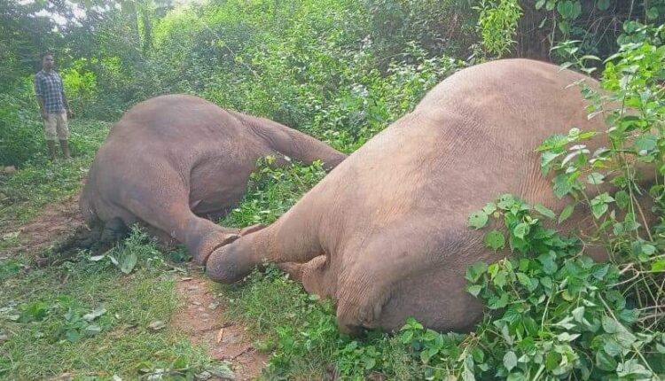 Elephant deaths in Keonjhar: Two Forest officials suspended; notice to Electricity Dept