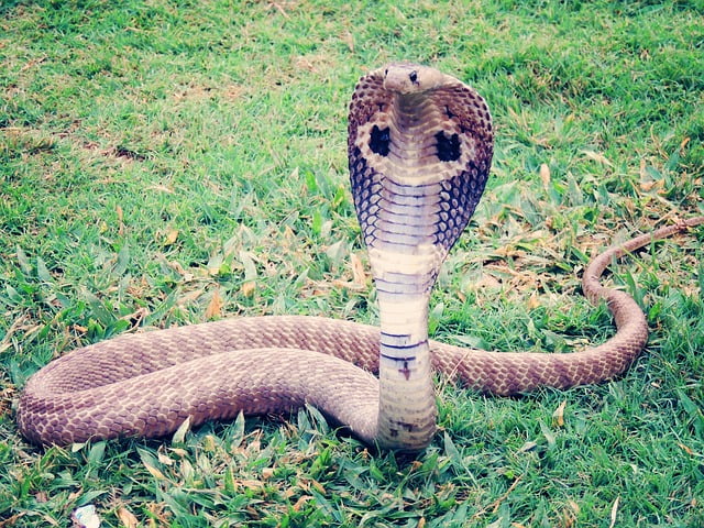 Odisha man in kills snake after biting it in retaliation