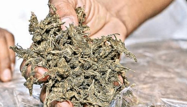 Huge cache of Ganja seized in Koraput, 2 arrested
