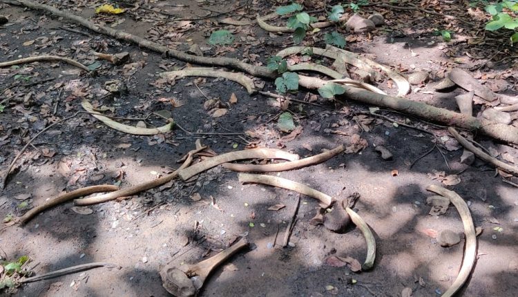Skeletal remains of female elephant found in Angul