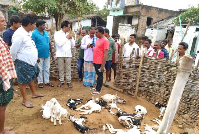 ‘Mysterious Animal’ Kills 63 Goats and Injures 28 In Gajapati
