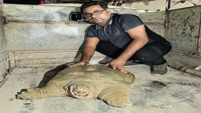 Rare tortoise weighing 40kg rescued in Odisha