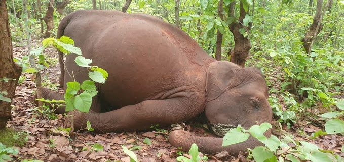 Female elephant ‘electrocuted’ in Deogarh