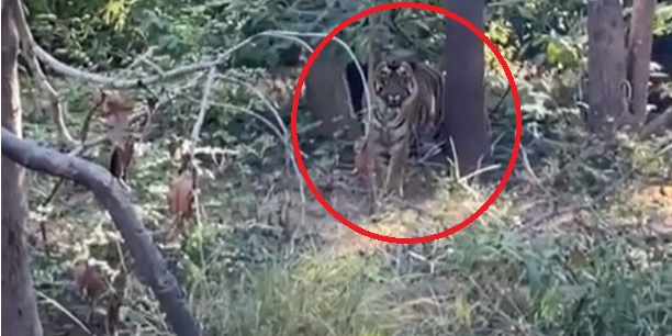 Tiger spotted again in Debrigarh wildlife sanctuary
