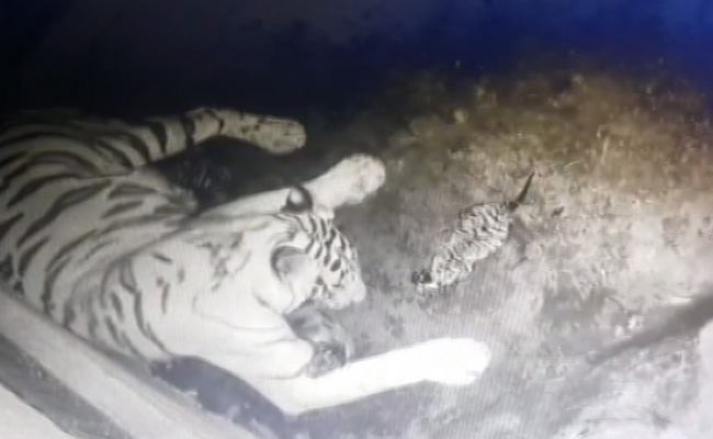 White Tigress In Delhi Zoo Gives Birth To Three Cubs