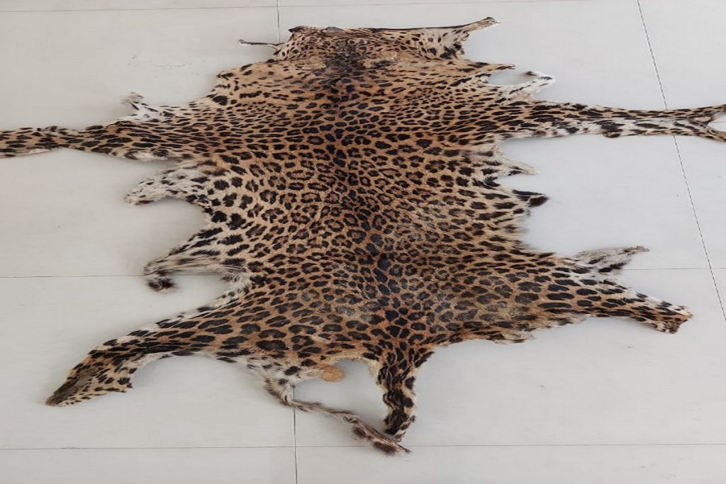 8 Wildlife Smugglers Held With Leopard Skin In Mayurbhanj