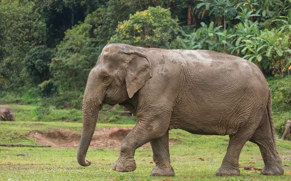 Another elephant poached in Similipal, tusks cut off