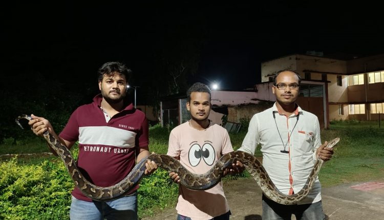 Python was rescued from a college dorm