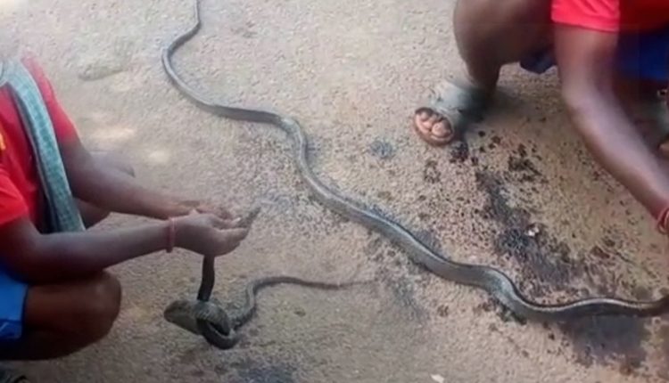  Rat Snake Stuck In Coal Tar in Malkangiri