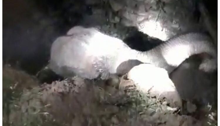 Elephant Rescued From 20-Feet-Deep Well