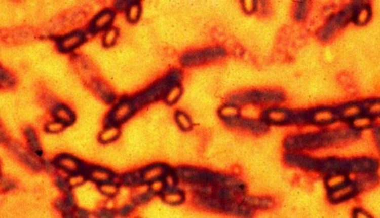 Anthrax outbreak: 1 dead, 5 affected  in Koraput 