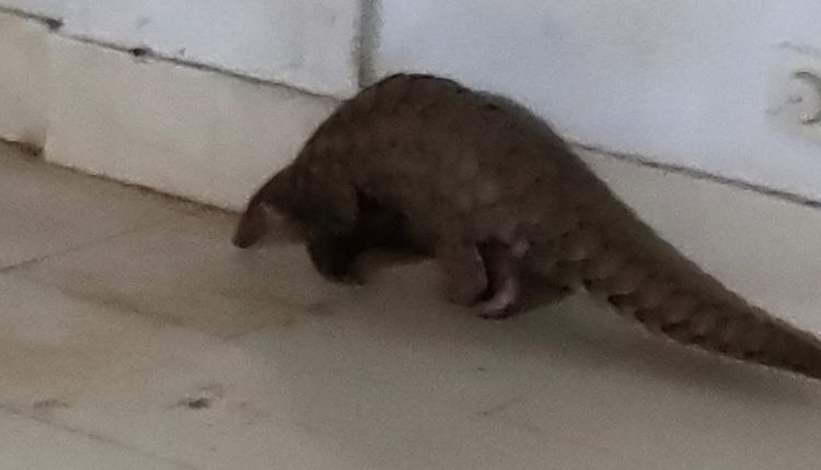 Live pangolin seized, two arrested