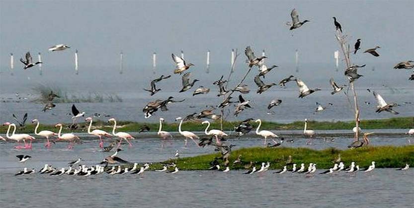 ଚିଲିକାକୁ ଆସିଲେଣି ବିଦେଶୀ ପକ୍ଷୀ