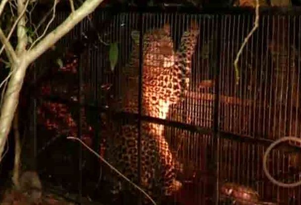 ବାଘକୁ ଧରିଲେ, ଚନ୍ଦକାରେ ଛାଡ଼ିଲେ