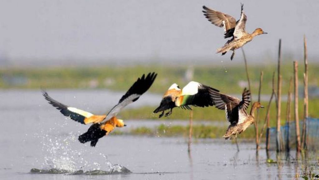 ଚିଲିକାରେ  ପକ୍ଷୀ ଗଣନା 