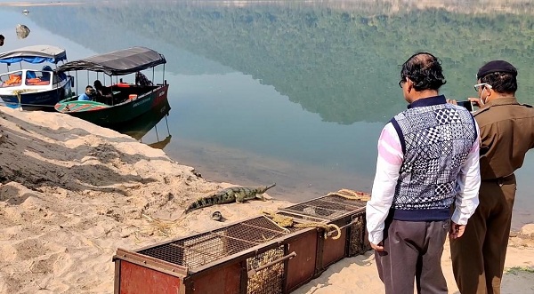 ସାତକୋଶିଆରେ ଛଡାଗଲା ୬ ଘଡିଆଳ କୁମ୍ଭୀର