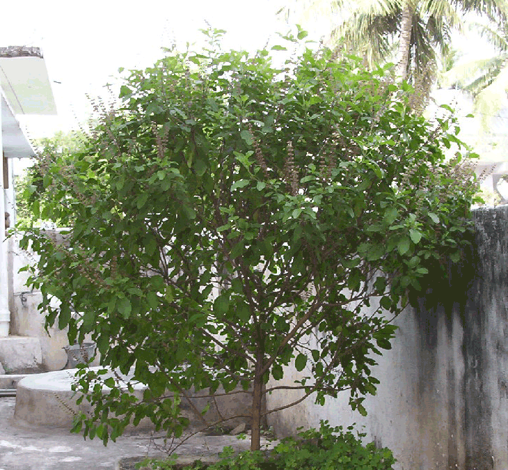 ତୁଳସୀ ପତ୍ର ଯଦି ଶୁଖିଯାଏ ତେବେ ଘରକୁ କେଉଁ ସଙ୍କଟ ଆସିବ ଜାଣନ୍ତୁ