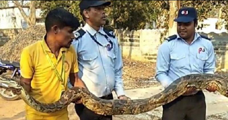 ତିନୋଟି ଅଜଗର ଉଦ୍ଧାର 