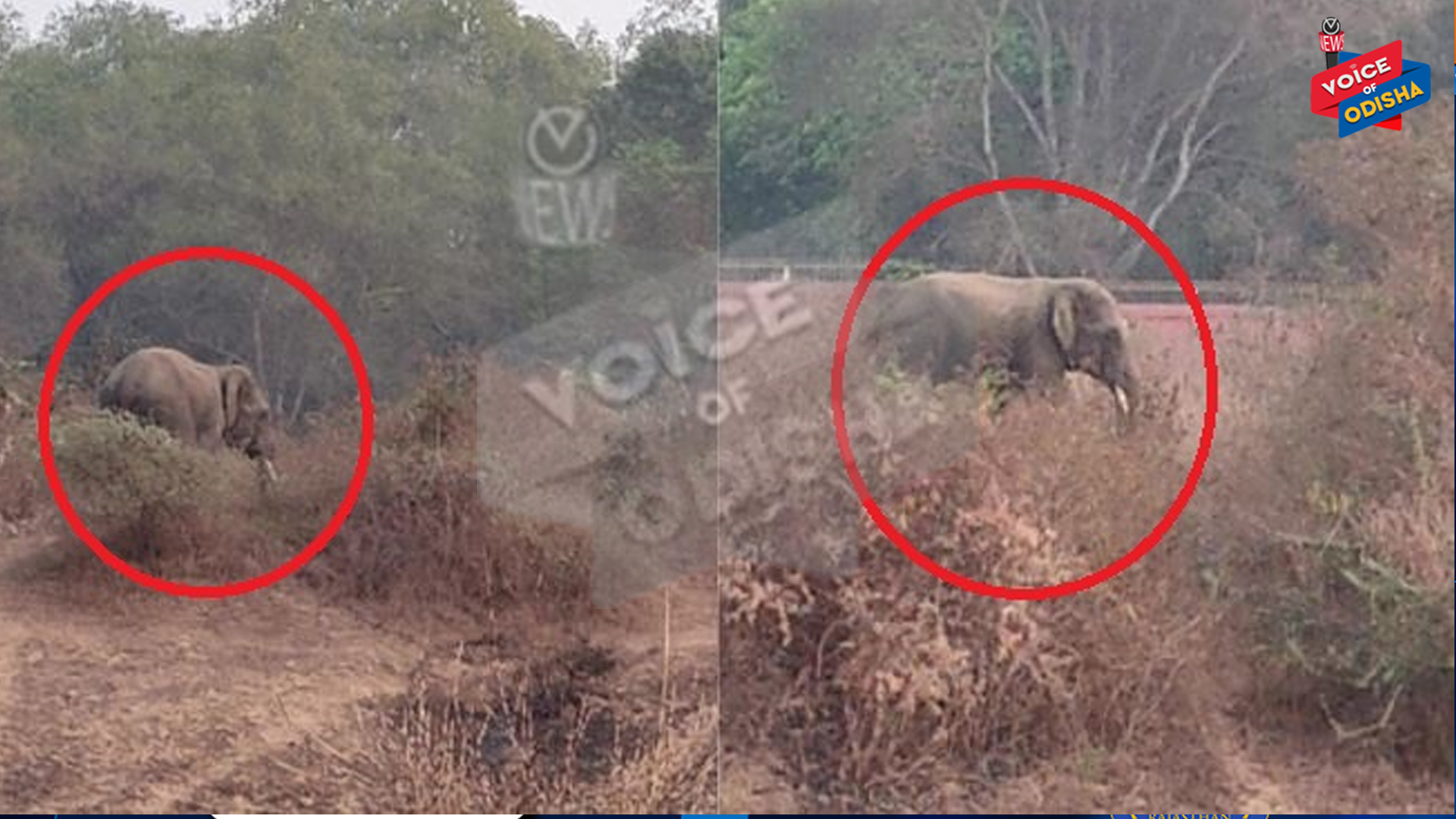 ରେଭେନ୍ସା ଦ୍ୱିତୀୟ କ୍ୟାମ୍ପେସରେ ଦନ୍ତା