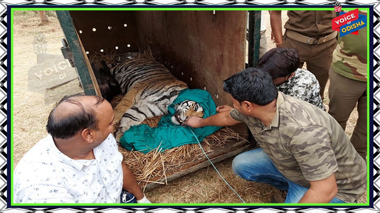 ଫେରିଗଲା ‘ସୁନ୍ଦରୀ’