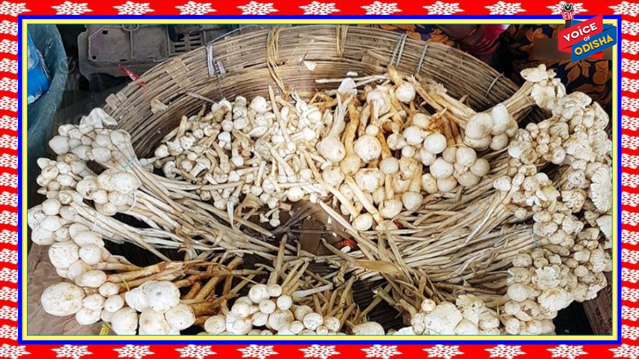 କିଲୋ ପିଛା ୧୨୦୦ଟଙ୍କାରେ ବିକ୍ରି ହୋଇଥାଏ ଦେଶର ସବୁଠୁ ମହଙ୍ଗା ପରିବା