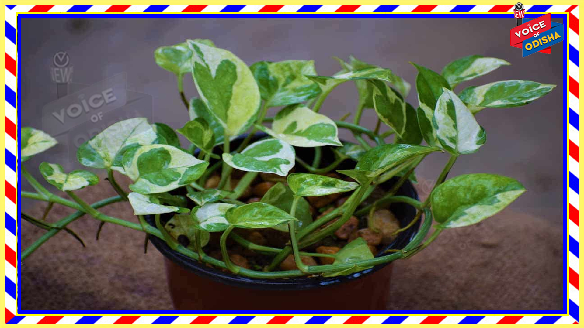 ମନି ପ୍ଲାଣ୍ଟ ଗଛକୁ ଠିକ ସ୍ଥାନରେ ନରଖିଲେ ହେବ ଅଶାନ୍ତି