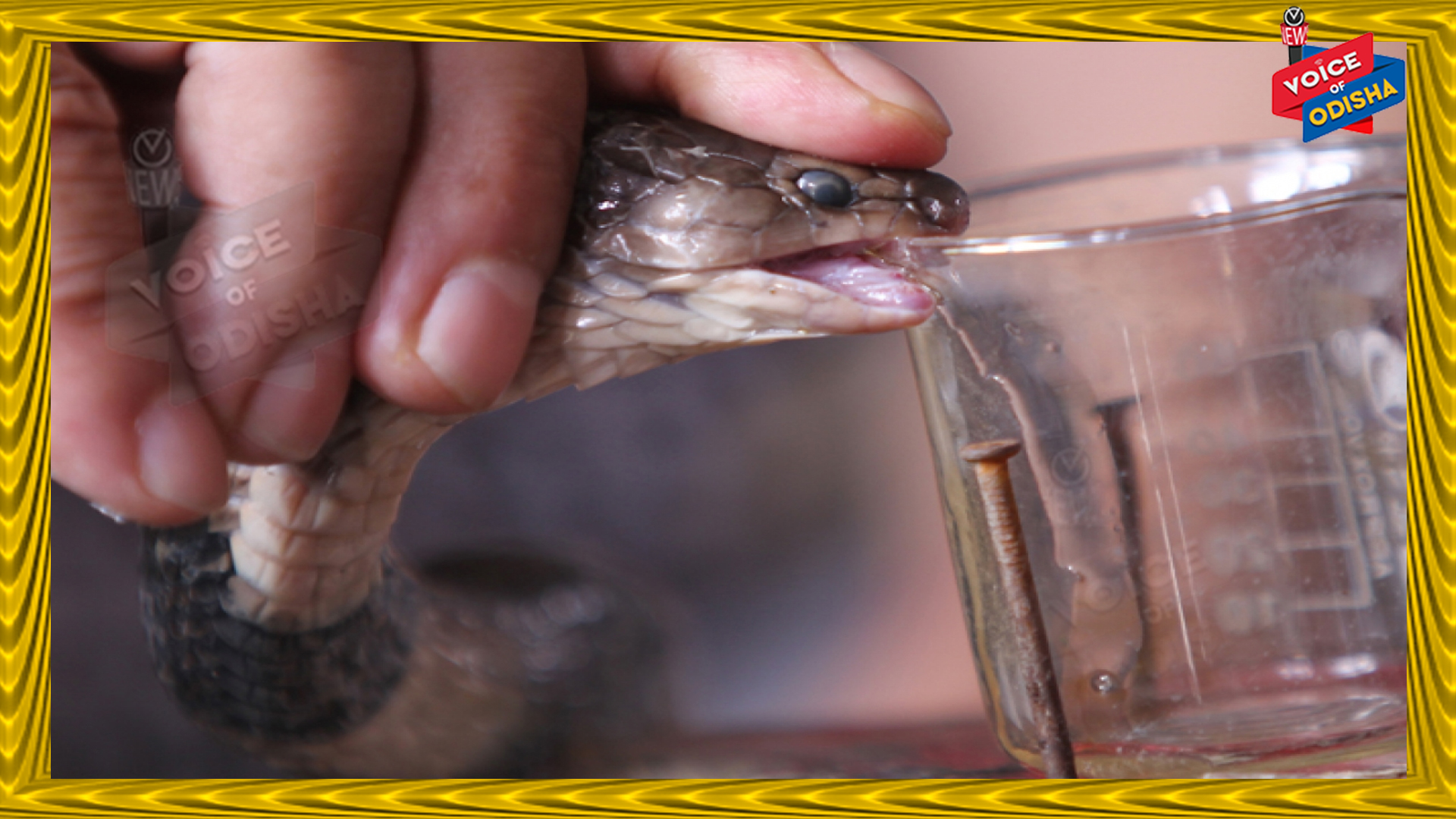 ସାପ ବିଷ ସ୍ମଗଲିଂ ସମ୍ପର୍କରେ ଆସିଲା ବଡ଼ ଖବର, ଜାଣନ୍ତୁ କ’ଣ