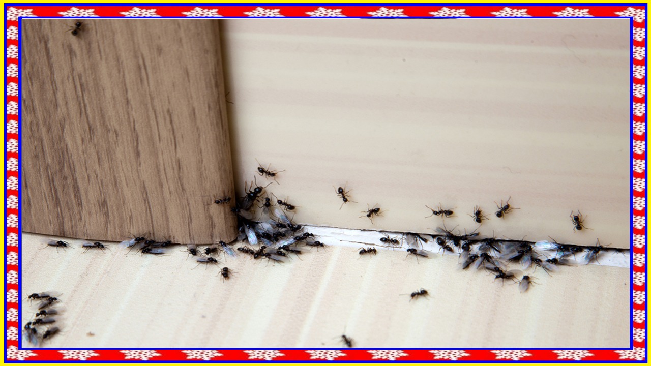 ଘରେ ଲାଗୁଛି କି ଜନ୍ଦା,ପିମ୍ପୁଡିଙ୍କ ଲମ୍ବା ଲାଇନ୍ ? ଆପଣାନ୍ତୁ କିଛି ସରଳ ଟିପ୍ସ