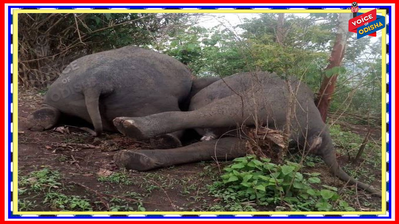 ଆସାମର ନାଗାଓଁ-କାର୍ବି ଆଙ୍ଗ୍‌ଲୋଙ୍ଗରେ ୧୮ ହାତୀ ମୃତ
