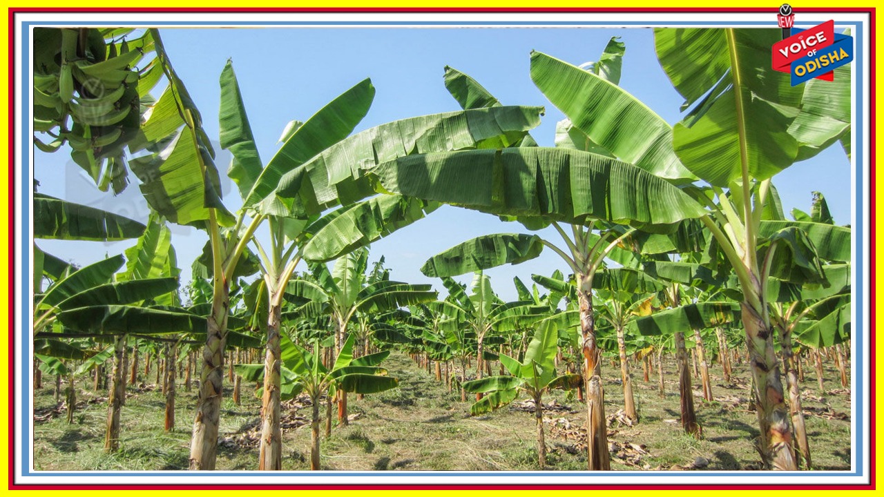 କଦଳୀ ବୃକ୍ଷର ଧାର୍ମିକ ଓ ବୈଜ୍ଞାନିକ ମହତ୍ତ୍ୱ