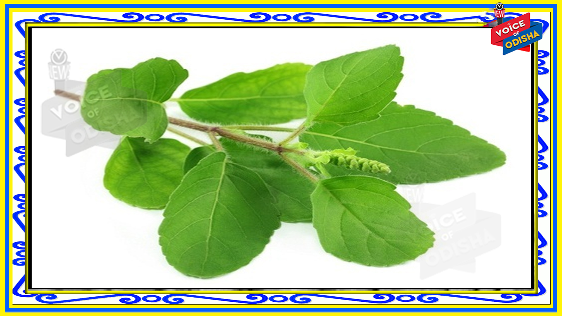 ପକେଟରେ ରଖନ୍ତୁ ତୁଳସୀ ପତ୍ର, ମିଳିବ ଏହି ଲାଭ