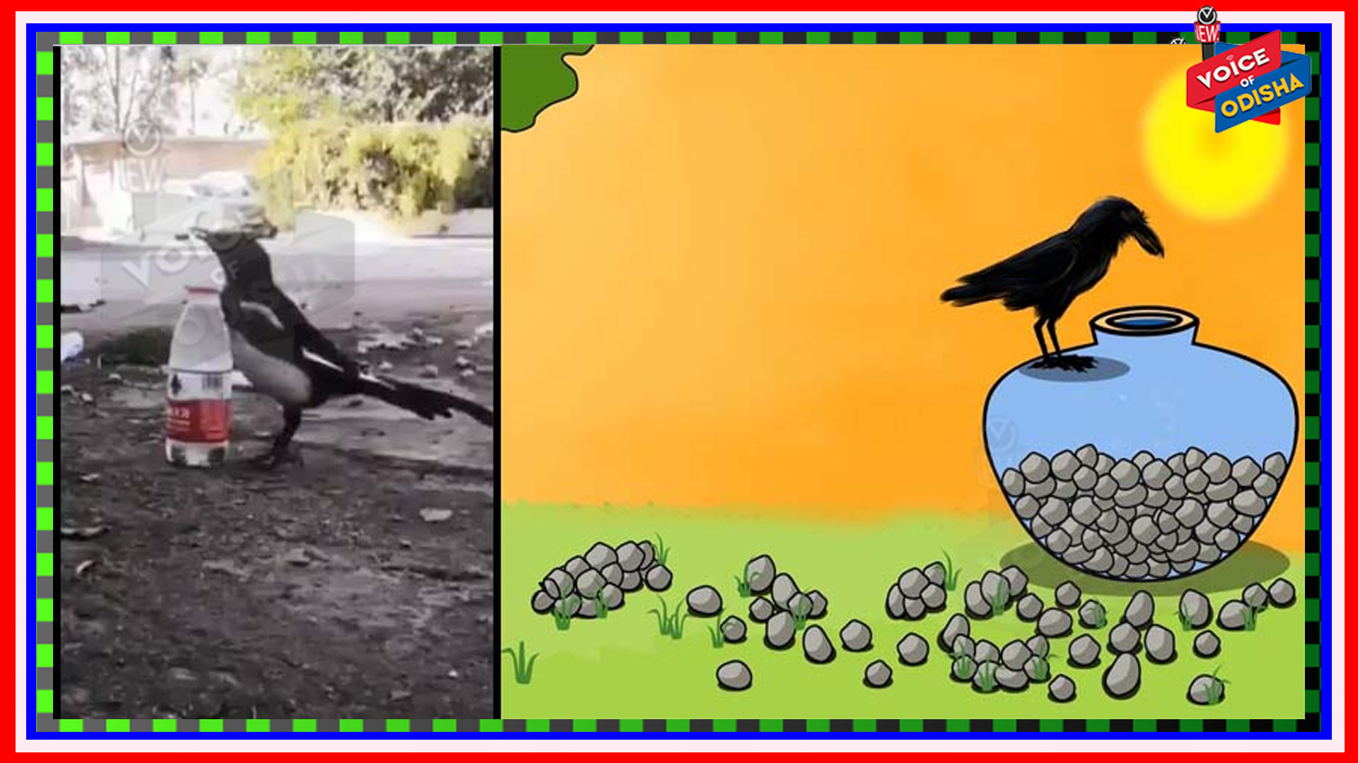 ପାଣି ପିଇବା ପାଇଁ କୁଆର ଅଜବ ଟେକ୍‌ନିକ୍ : ଦେଖିଲେ ହେବେ ଆଶ୍ଚର୍ଯ୍ୟ