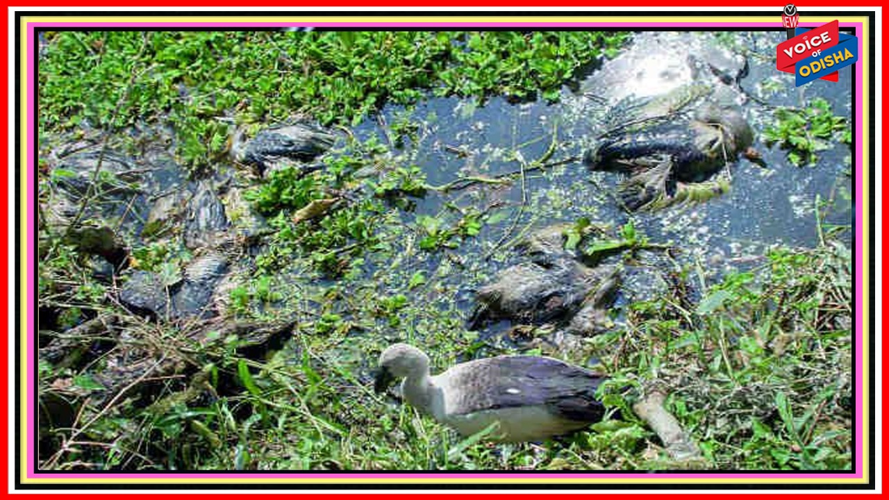ବାତ୍ୟା ‘ୟଶ’ ପ୍ରଭାବରେ ବାଲେଶ୍ୱରରେ ୨୪,୫୦୦ରୁ ଊଦ୍ଧ୍ୱର୍ ପକ୍ଷୀଙ୍କ ମୃତୁ୍ୟ 