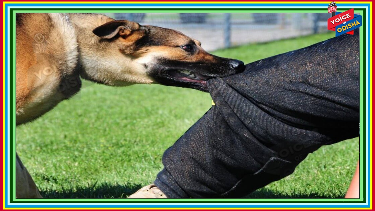 କୁକୁର କାମୁଡିଥିଲେ ସଙ୍ଗେ ସଙ୍ଗେ କରନ୍ତୁ ଏହି କାମ