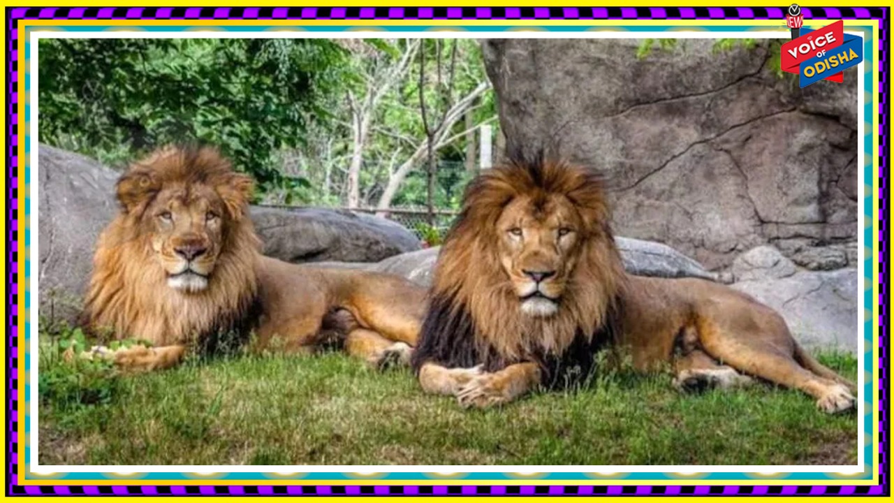 ତାମିଲନାଡୁର ବଣ୍ଡାଲୁରର ଆରିଗନାର ଆନ୍ନା ଚିଡିଆଖାନାରେ ୪ ସିଂହ ସଂକ୍ରମିତ