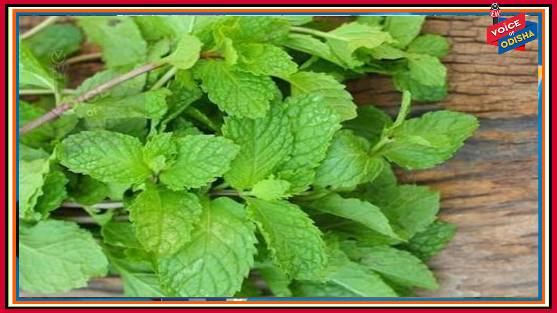 ସ୍ୱାସ୍ଥ୍ୟ ପାଇଁ ପୋଦିନା