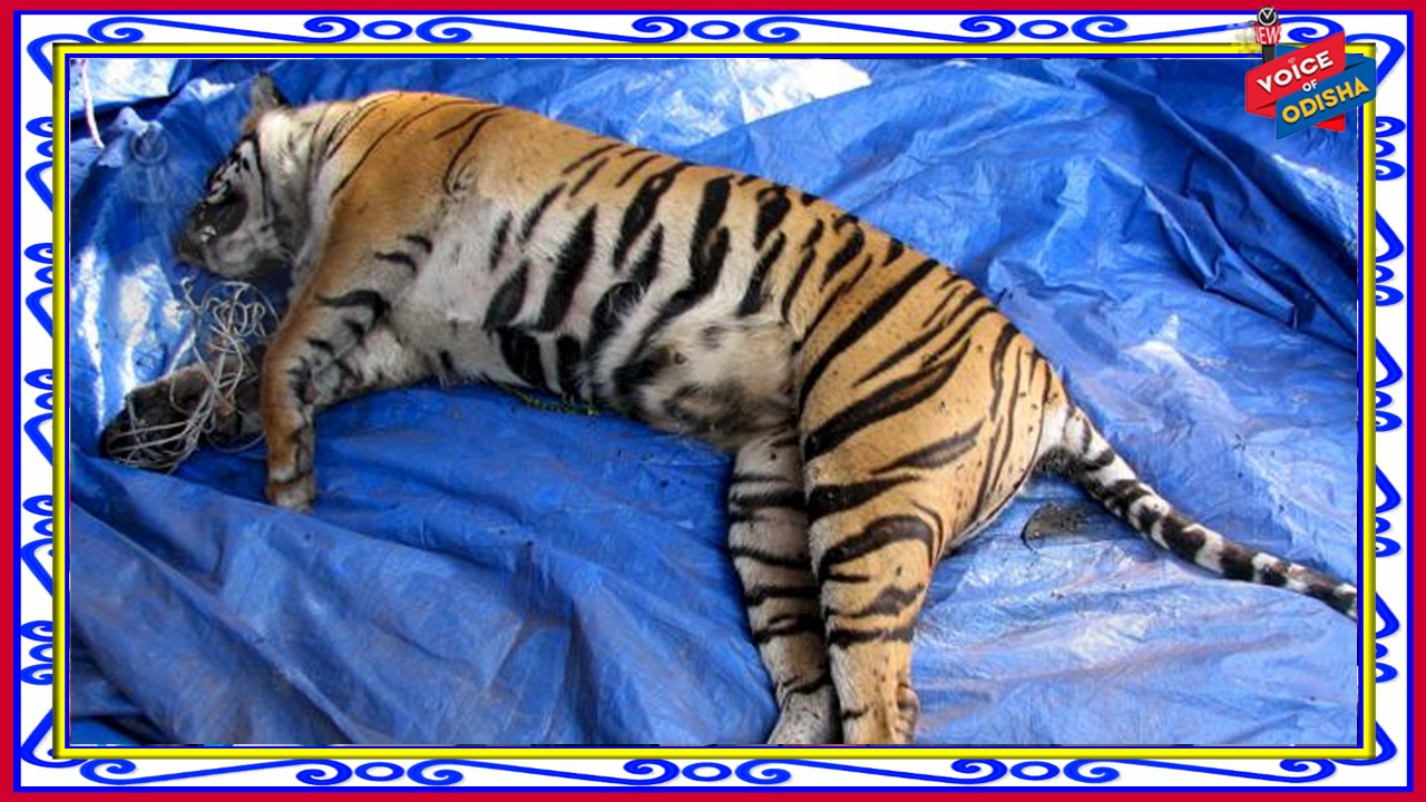 ଅଜଣା ଗାଡି ଧକ୍କାରେ କଲରା ପତରିଆ ବାଘର ମୃତ୍ୟୁ