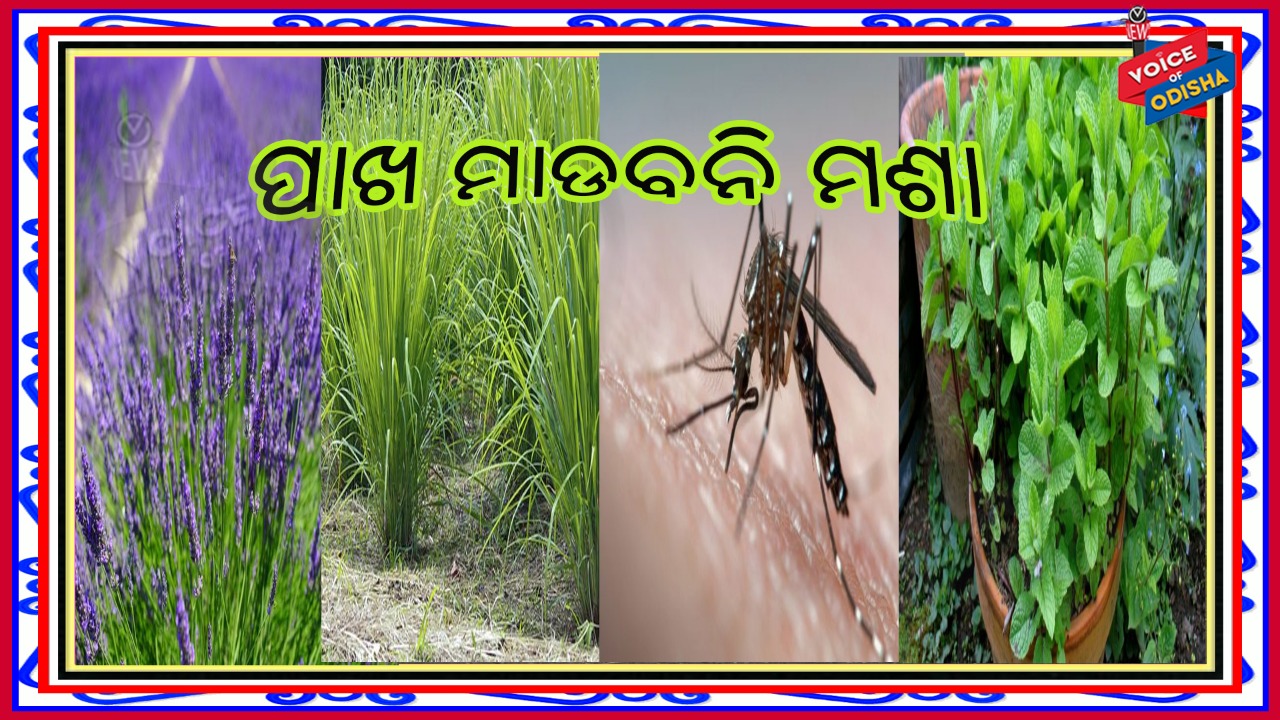 ବର୍ଷା ଦିନରେ ମଶା ଉପଦ୍ରବ କମାଇବା ପାଇଁ ଘରେ ଲଗାନ୍ତୁ ଏହି ୩ଟି ଗଛ, ପାଖ ମାଡିବେନି ମଶା