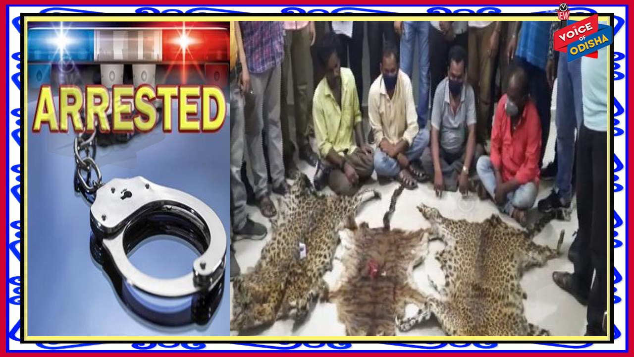 କଳାହାଣ୍ଡିରୁ ୪ ବାଘଛାଲ ଜବତ, ୪ ଅଭିଯୁକ୍ତ ଗିରଫ