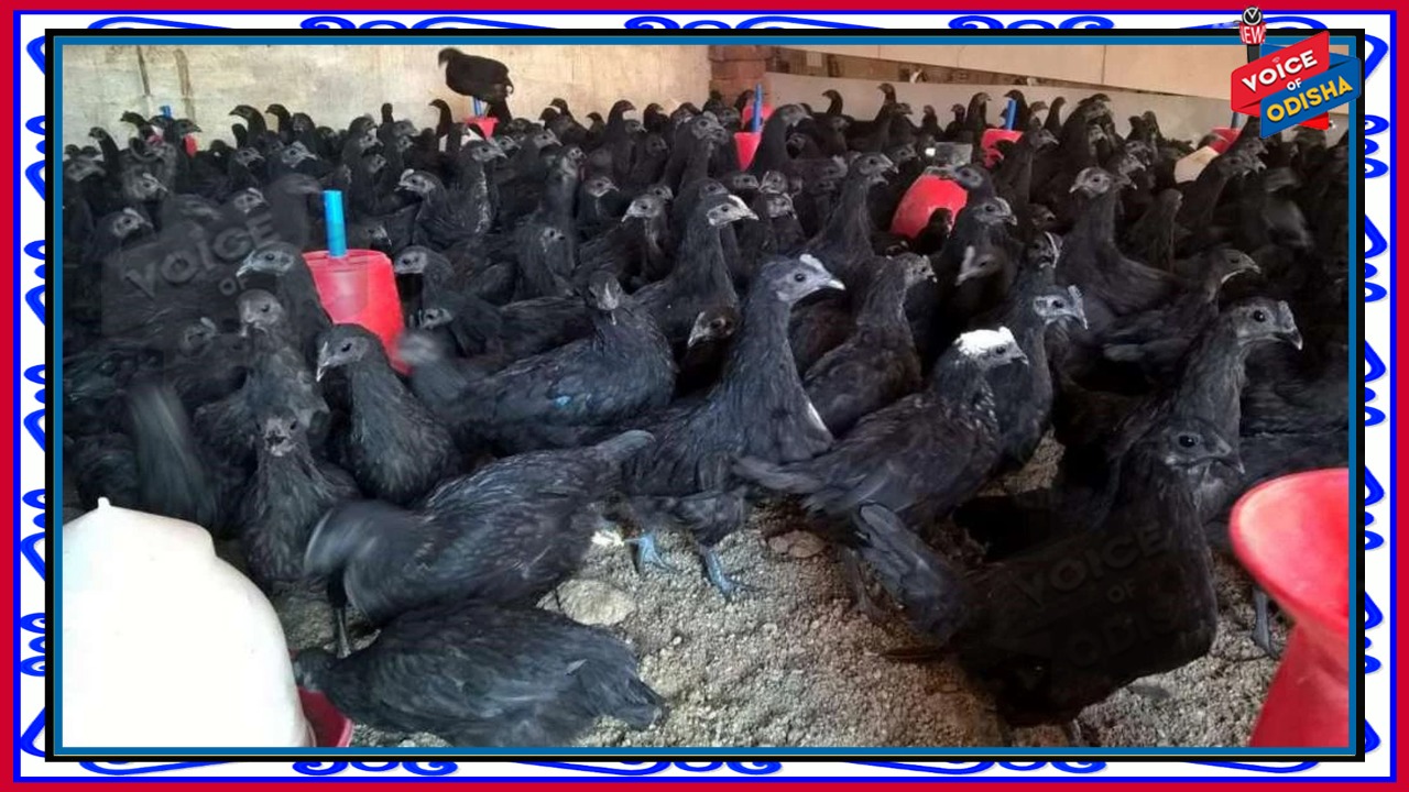 କରୋନା ରୋଗୀଙ୍କ ଇମ୍ୟୁନିଟି ବଢ଼ାଇବ କଡ଼କନାଥ କୁକୁଡା : ବିଶେଷଜ୍ଞ