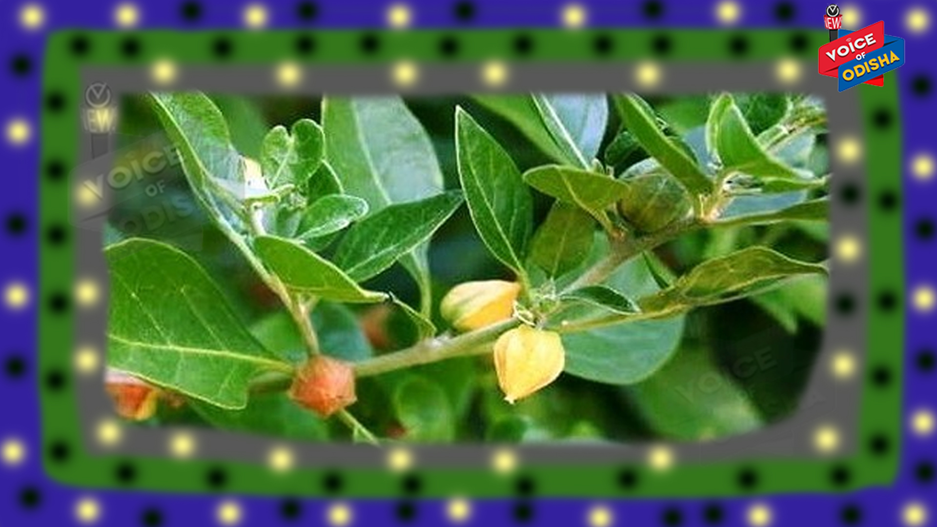 କ୍ୟାନ୍ସର ଏବଂ ଟ୍ୟୁମରରେ ଲକ୍ଷ ଲକ୍ଷ ଟଙ୍କା ଖର୍ଚ୍ଚ ହୋଇଗଲାଣି କି ? ଆପଣାନ୍ତୁ ଏହି ଚେର , ରାମବାଣ ଭଳି ସାବ୍ୟସ୍ତ ହେବ