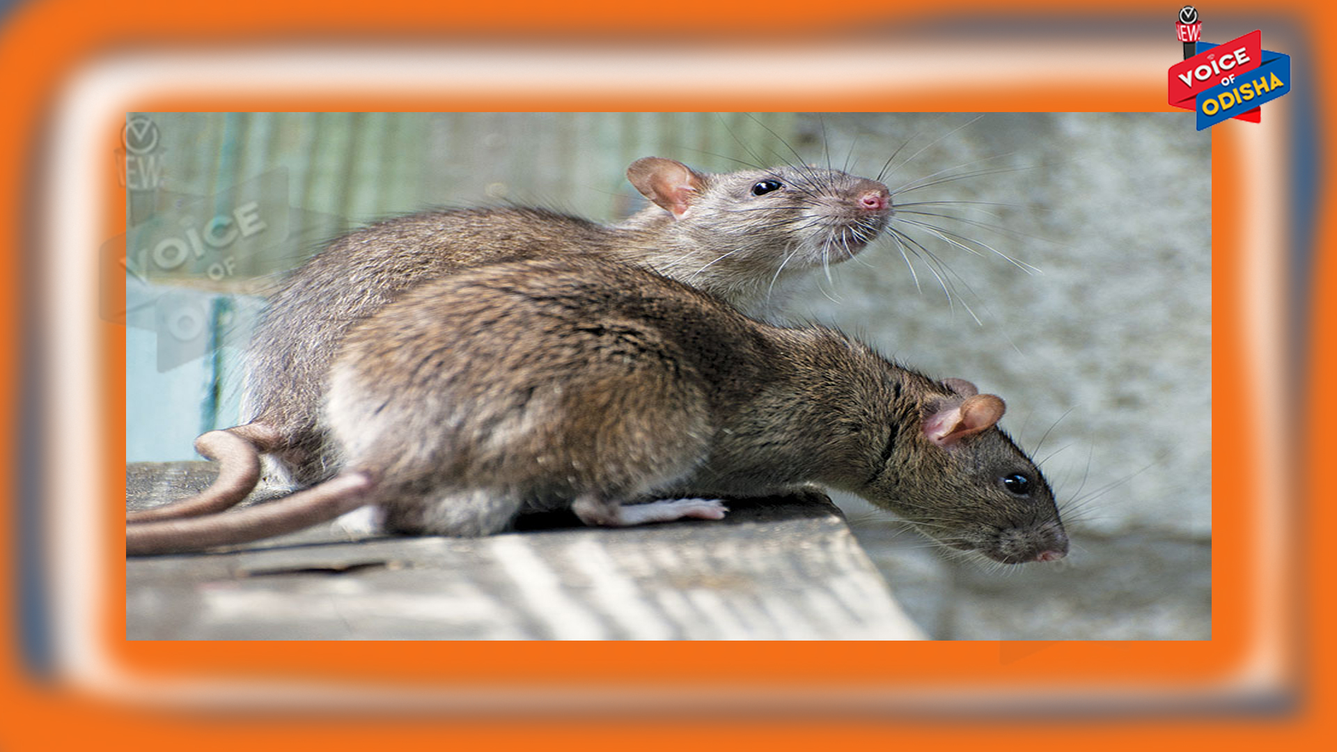 ଘରେ ମୂଷାଙ୍କ ପ୍ରାଦୁର୍ଭାବ ବଢୁଥିଲେ ଆପଣାନ୍ତୁ ଏହି ଘରୋଇ ଉପାୟ