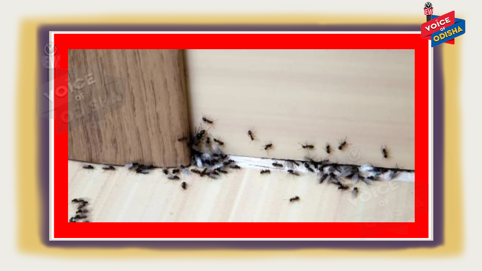 ଘରେ ପିମ୍ପୁଡି ଟେନସନ ଦେଉଛିକି ? ଆପଣାନ୍ତୁ ଏହି ଘରୋଇ ଉପାୟ